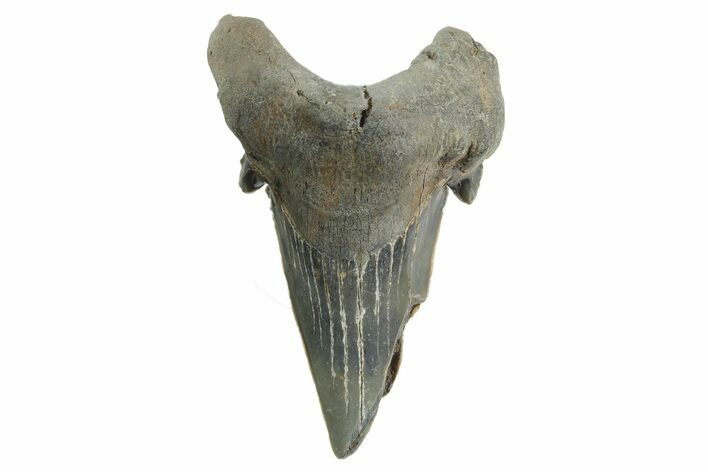 Rare Eocene Fossil Shark (Otodus) Tooth - England #352106